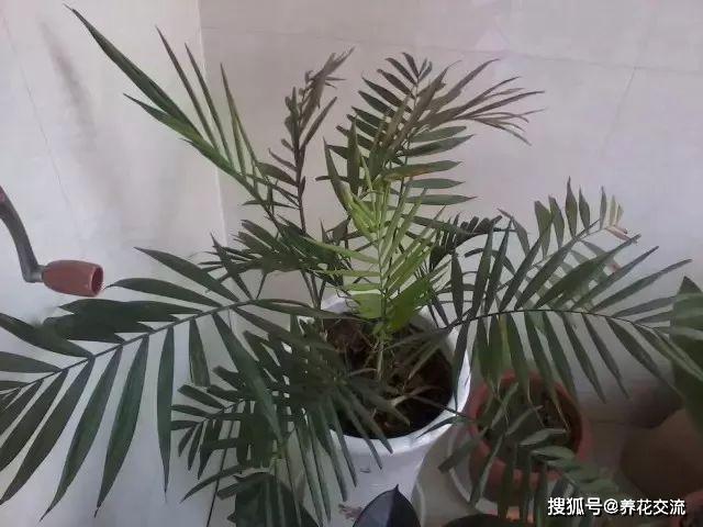 凈化室內空氣植物有哪些_能凈化空氣的室內植物有哪些_能凈化空氣的室內植物有哪些