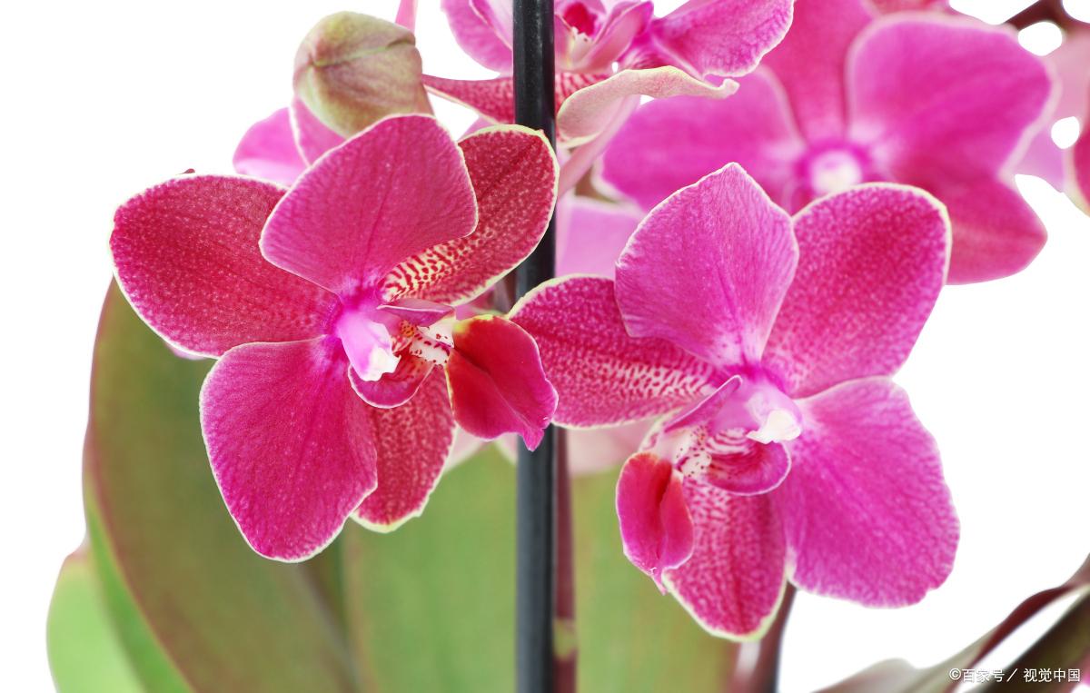 哪種花耐陰_比較耐陰的花卉有哪些_花卉耐陰植物