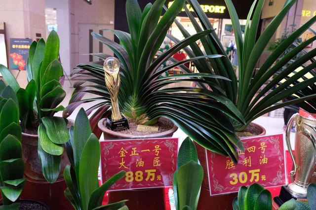 花卉適宜盆栽室內還是室外_室內適宜盆栽花卉_適合室內盆栽花卉盆景