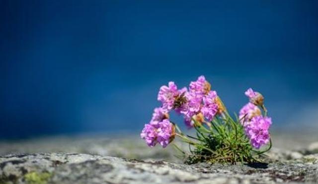 石頭多肉花怎么養_多肉石頭花_多肉的石頭花
