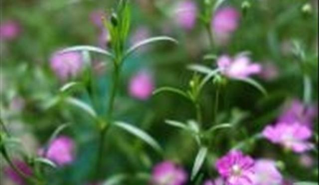 多肉石頭花_石頭多肉花怎么養_多肉的石頭花