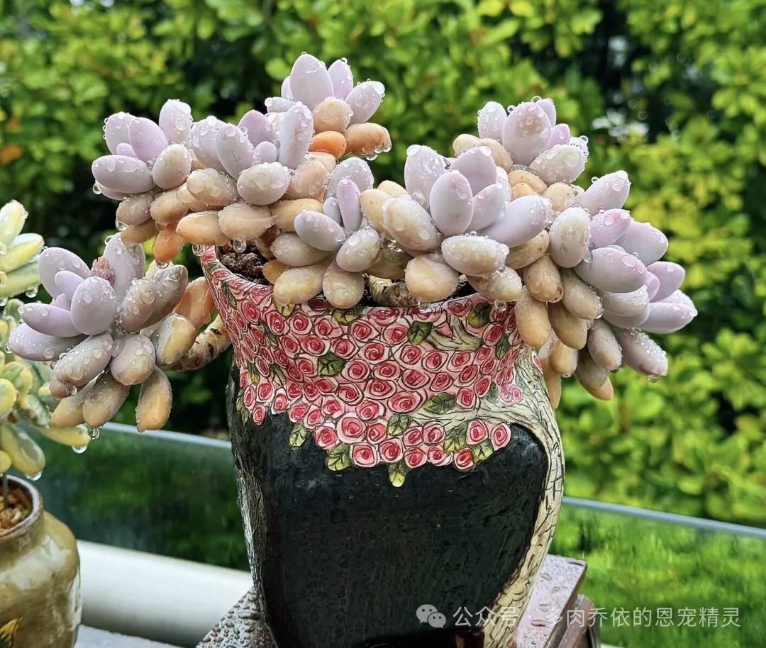 多肉保利安娜好養(yǎng)嗎_保利安娜多肉好養(yǎng)嗎_多肉植物保利安娜老樁圖片