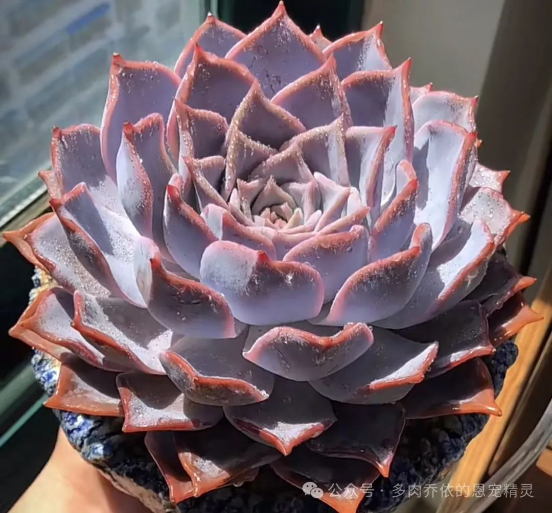 多肉植物保利安娜老樁圖片_保利安娜多肉好養(yǎng)嗎_多肉保利安娜好養(yǎng)嗎