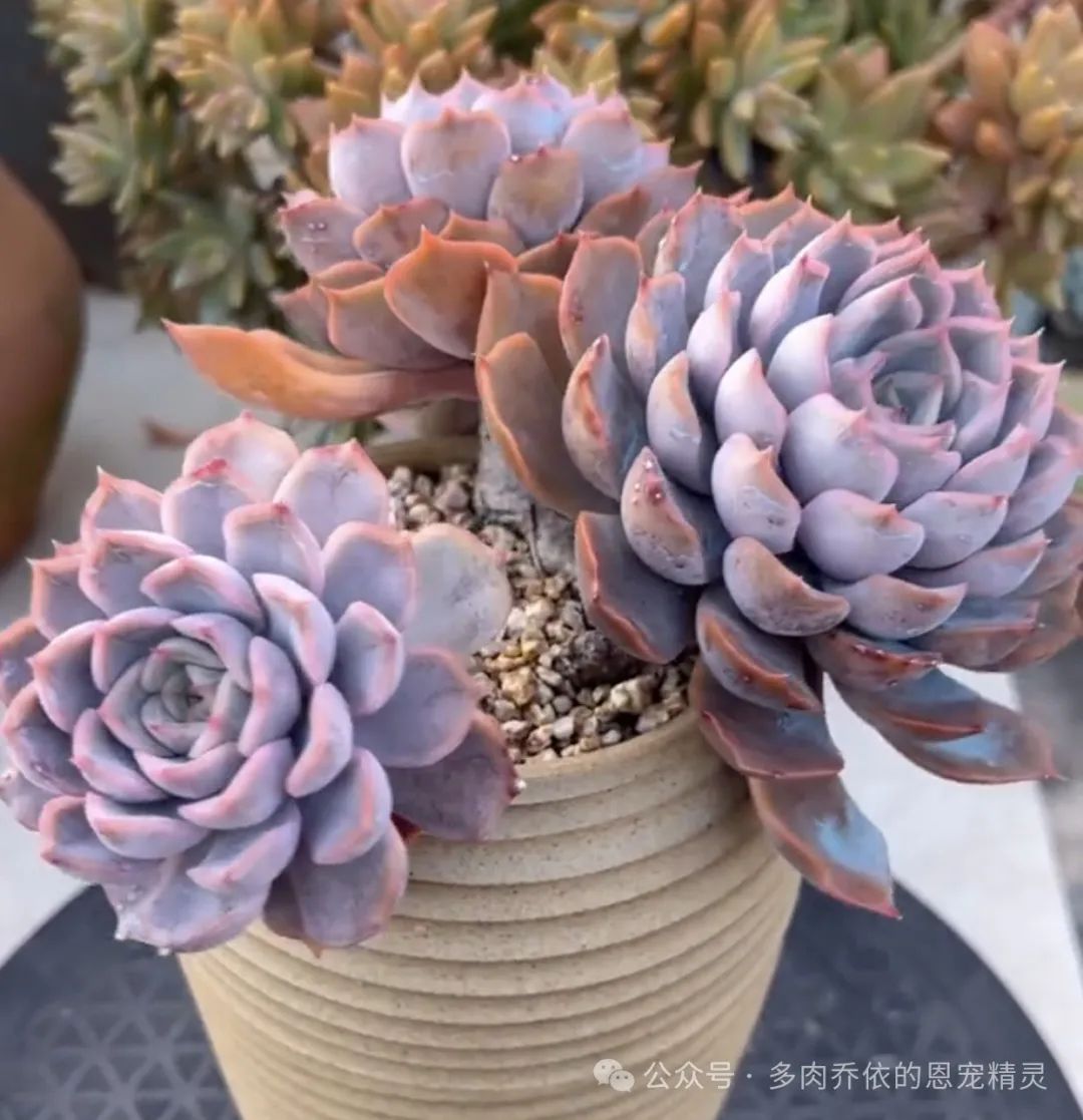 多肉保利安娜好養(yǎng)嗎_多肉植物保利安娜老樁圖片_保利安娜多肉好養(yǎng)嗎