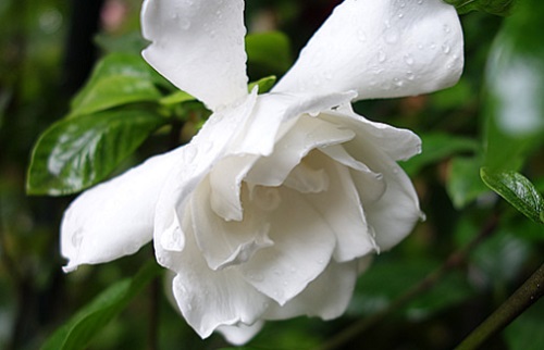 梔子花適合什么環(huán)境生長(zhǎng)