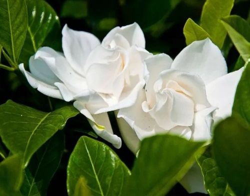 室內(nèi)養(yǎng)梔子花適合什么花盆_梔子花適合室內(nèi)養(yǎng)嗎_梔子花適不適合室內(nèi)養(yǎng)